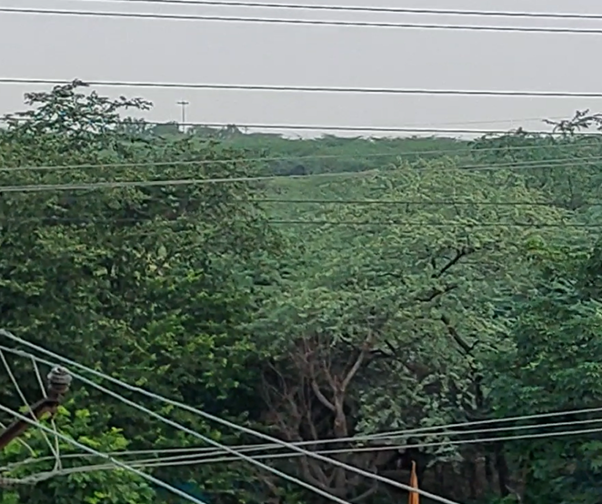 Aravalli forest view from balcony